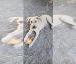 Small #1 Black Mouth Cur Mix