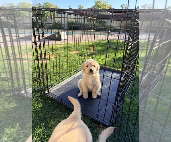 Medium Photo #19 Golden Retriever Puppy For Sale in PHOENIX, AZ, USA