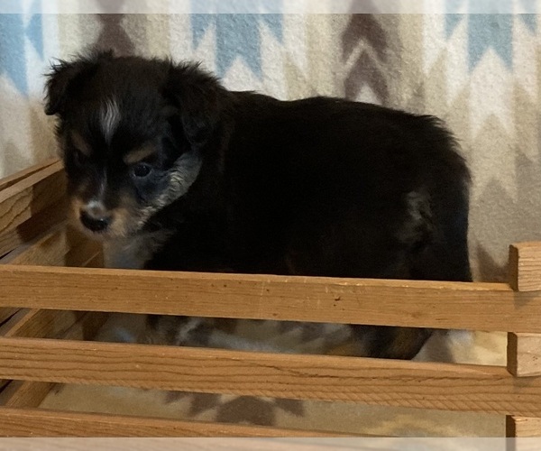 Medium Photo #5 Shel-Aussie Puppy For Sale in FORT MORGAN, CO, USA
