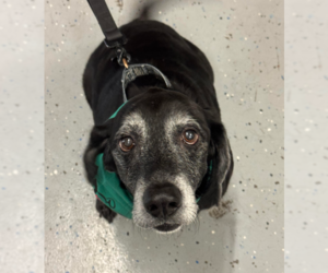 Medium Basset Hound-Labrador Retriever Mix