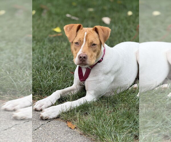 Medium Photo #61 American Pit Bull Terrier-Unknown Mix Puppy For Sale in Brewster, NY, USA