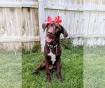 Small Labrador Retriever Mix