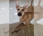 Small Mutt