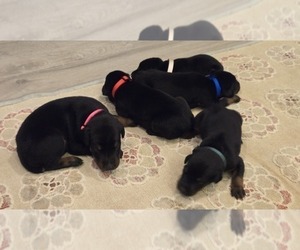 Doberman Pinscher Puppy for Sale in MONROE, North Carolina USA