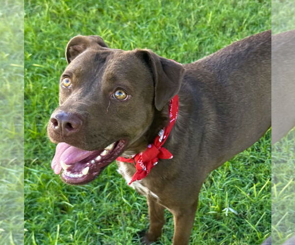 Medium Photo #2 American Staffordshire Terrier-Unknown Mix Puppy For Sale in Phoenix, AZ, USA
