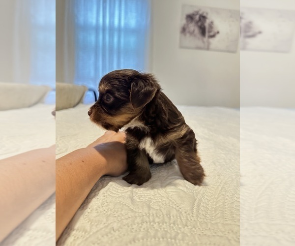 Medium Photo #6 Yorkshire Terrier Puppy For Sale in WEST HARTFORD, CT, USA