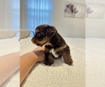 Small #5 Yorkshire Terrier