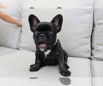 Small Photo #1 French Bulldog Puppy For Sale in LEESBURG, GA, USA