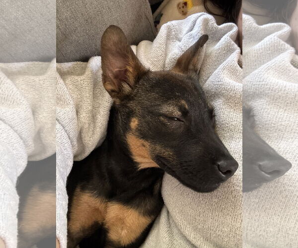 Medium Photo #5 American Pit Bull Terrier-Miniature Pinscher Mix Puppy For Sale in Holly Springs, NC, USA