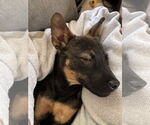 Small #4 American Pit Bull Terrier-Miniature Pinscher Mix