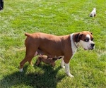 Small #3 Boxer