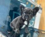 Small #2 French Bulldog