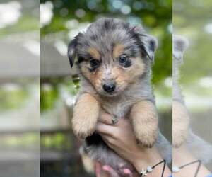 Australian Shepherd Puppy for sale in INDIANAPOLIS, IN, USA