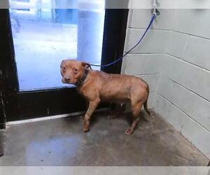 Mutt Dogs for adoption in Tulsa, OK, USA