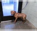 Small Mutt