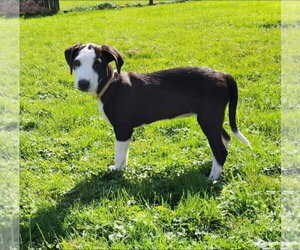 Annika - Female Catahoula Leopard Dog-Unknown Mix Dog for Adoption - Photo #2