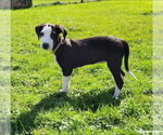 Small Photo #2 Catahoula Leopard Dog-Unknown Mix Puppy For Sale in Alexander, AR, USA
