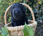 Image preview for Ad Listing. Nickname: Litter of 5
