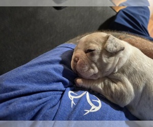 Faux Frenchbo Bulldog Puppy for sale in SIDNEY, ME, USA