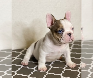 French Bulldog Puppy for Sale in BROWNSVILLE, Texas USA