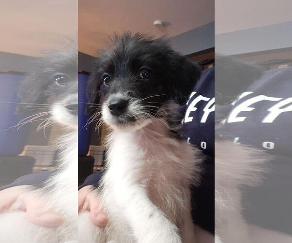 Medium Photo #3 Poodle (Standard)-Retriever  Mix Puppy For Sale in Plainfield, IL, USA