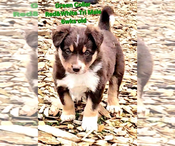 Medium Photo #1 Border Collie Puppy For Sale in BYBEE, TN, USA