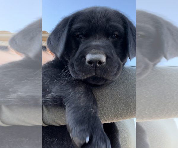 Medium Photo #1 Labrador Retriever Puppy For Sale in BONSALL, CA, USA