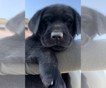 Small Photo #1 Labrador Retriever Puppy For Sale in BONSALL, CA, USA