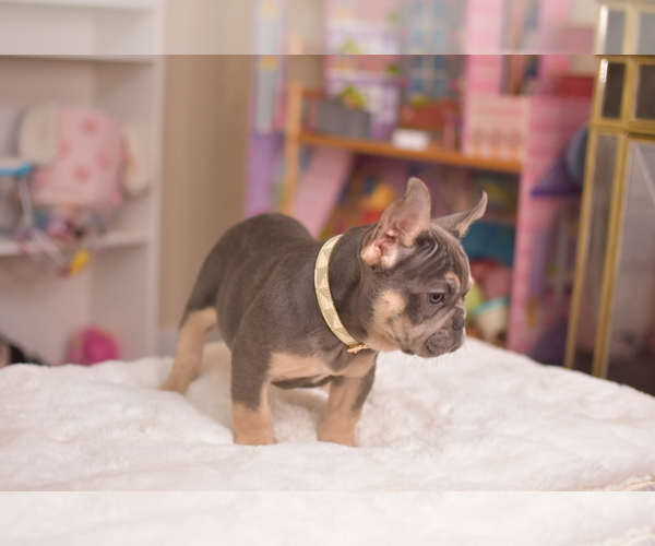 Medium Photo #6 French Bulldog Puppy For Sale in RIVERSIDE, CA, USA