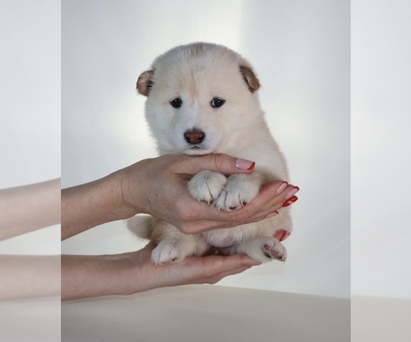 Medium Photo #37 Shiba Inu Puppy For Sale in WINTER PARK, FL, USA