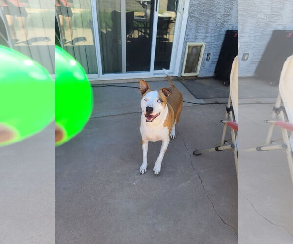 Medium Photo #7 American Pit Bull Terrier Puppy For Sale in Chandler, AZ, USA