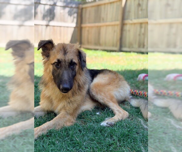 Medium Photo #2 German Shepherd Dog Puppy For Sale in New Hill, NC, USA