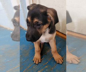 German Shepherd Dog Puppy for sale in WESTVILLE, NJ, USA