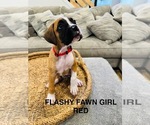 Small #4 Boxer