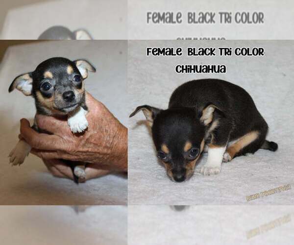 Medium Photo #1 Chihuahua Puppy For Sale in HUDSONVILLE, MI, USA