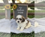 Max - Male Zuchon Puppy for Sale - Photo #7