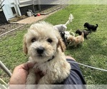 Small #6 Goldendoodle-Shih Tzu Mix