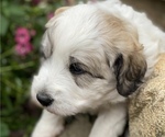 Small #4 Great Pyrenees-Poodle (Miniature) Mix