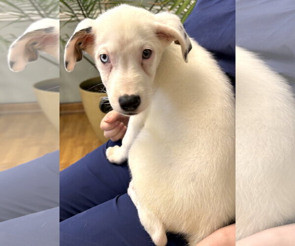Medium Photo #4 Aussiedor Puppy For Sale in Mount Airy, NC, USA