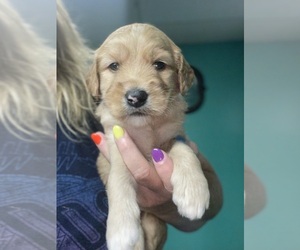 Goldendoodle Puppy for sale in NEWTON, NC, USA
