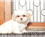 Small #1 Shih Tzu