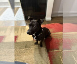 American Pit Bull Terrier-Dachshund Mix Dogs for adoption in Milwaukie, OR, USA