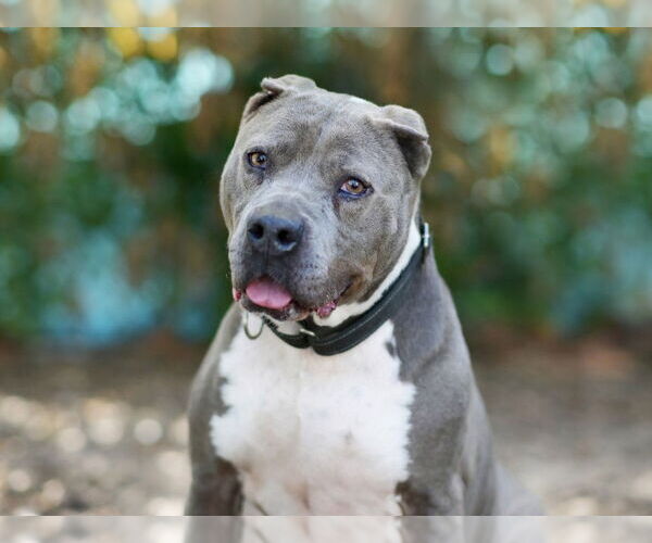 Medium Photo #2 American Pit Bull Terrier-Unknown Mix Puppy For Sale in Tavares, FL, USA