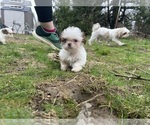 Small Photo #12 Shih Tzu Puppy For Sale in VENETA, OR, USA