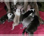 Small Photo #9 American Bully Puppy For Sale in HOUSTON, TX, USA