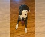 Small Photo #5 American Staffordshire Terrier-Unknown Mix Puppy For Sale in Sheboygan, WI, USA