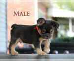 Small #1 French Bulldog