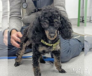 Poodle (Toy)-Unknown Mix Dogs for adoption in Washington, DC, USA