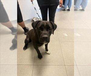 Mastiff Dogs for adoption in Rancho Cucamonga, CA, USA