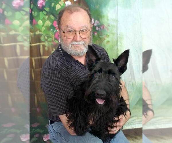 Medium Photo #1 Scottish Terrier Puppy For Sale in WHITE CITY, OR, USA